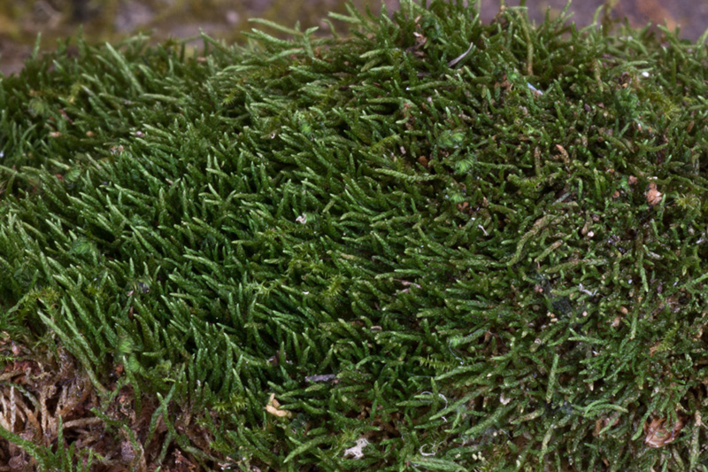Myurella julacea